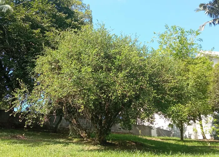 No Jardim
